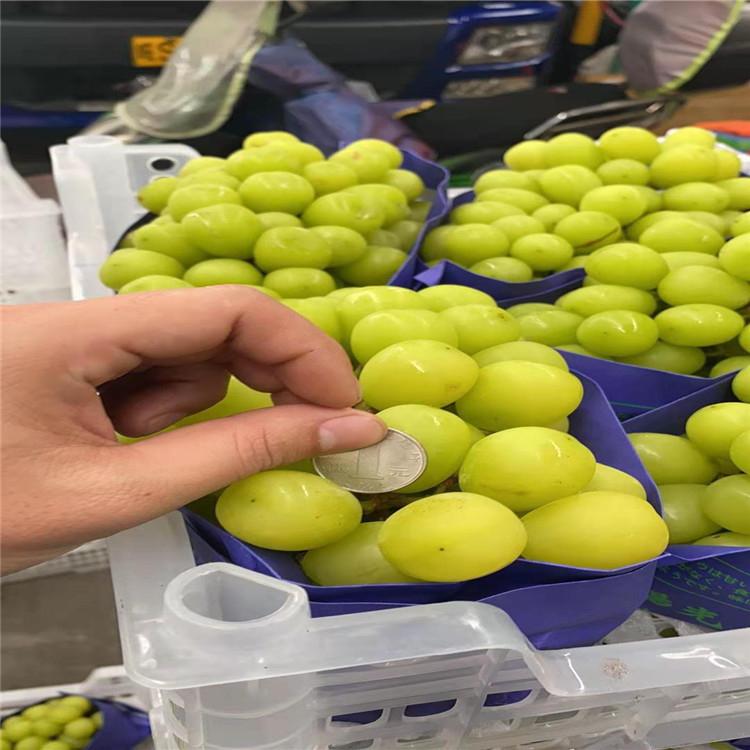 现货刚子葡萄苗阳光玫瑰葡萄苗成活率高