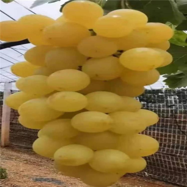 阳光十三葡萄苗刚子葡萄苗新品种葡萄苗基地