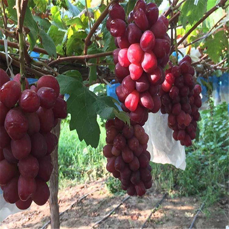 克伦生葡萄苗_浪漫红颜葡萄苗木种植技术无病无菌