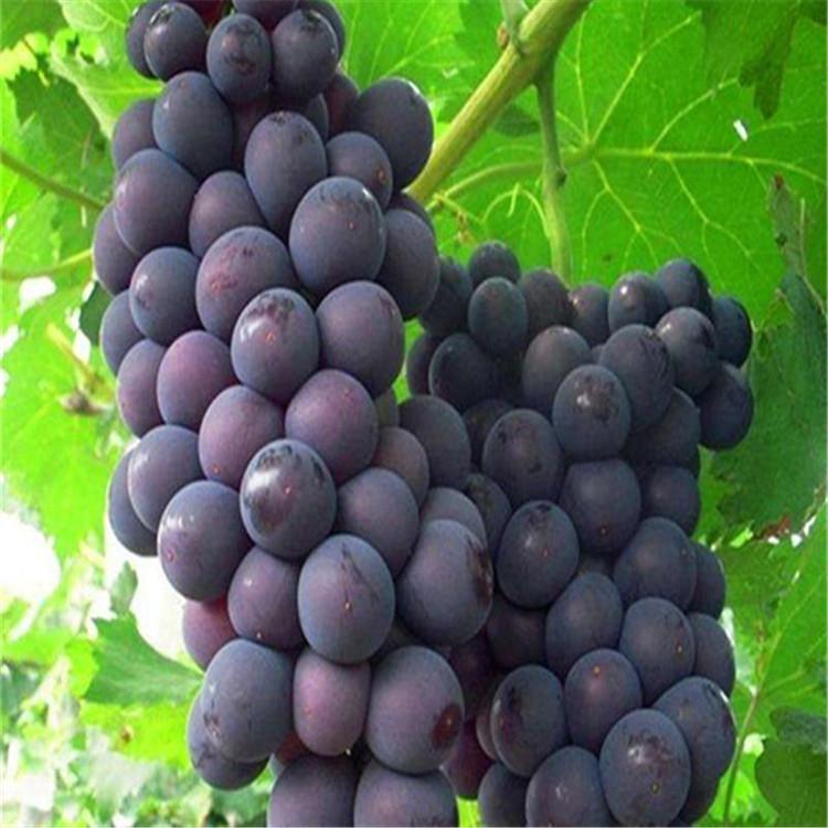 大量批发优质夏黑葡萄苗 夏黑葡萄苗出售基地