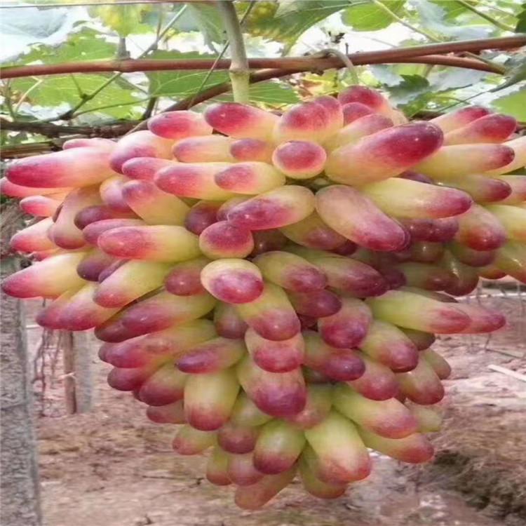 新沙尔葡萄苗木 辽宁葡萄苗 全国发货