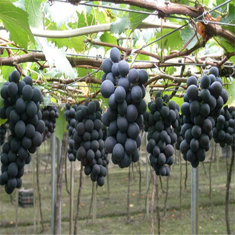 巨峰葡萄苗品种全 便宜现挖现卖