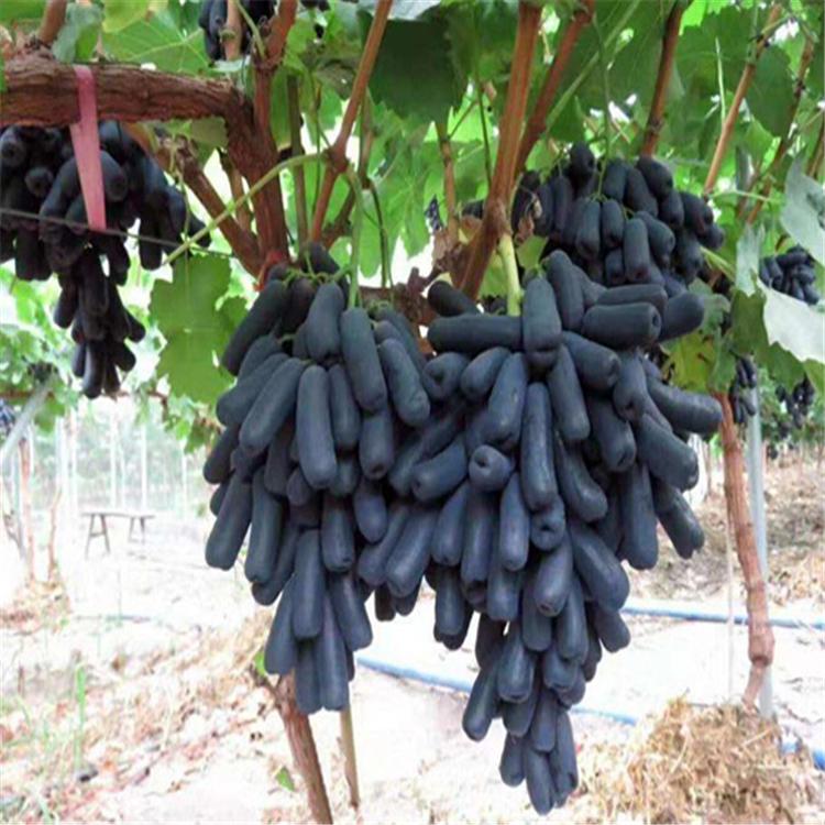 藤捻葡萄苗_甜蜜蓝宝石葡萄苗木存活率高