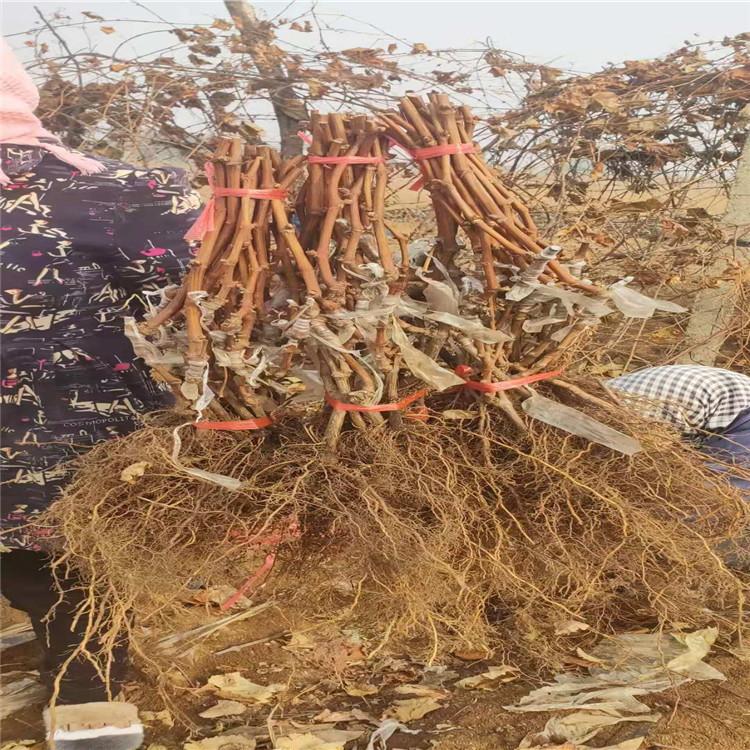 优质巨峰葡萄苗种植  99%存活率  栽培简单现货直发
