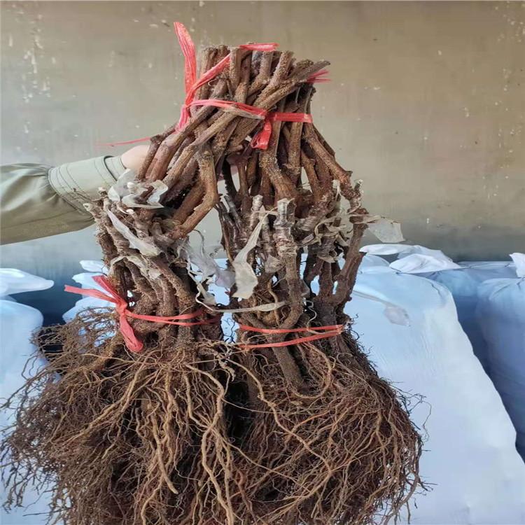现货直发红葡萄苗  北冰红葡萄苗 存活率高