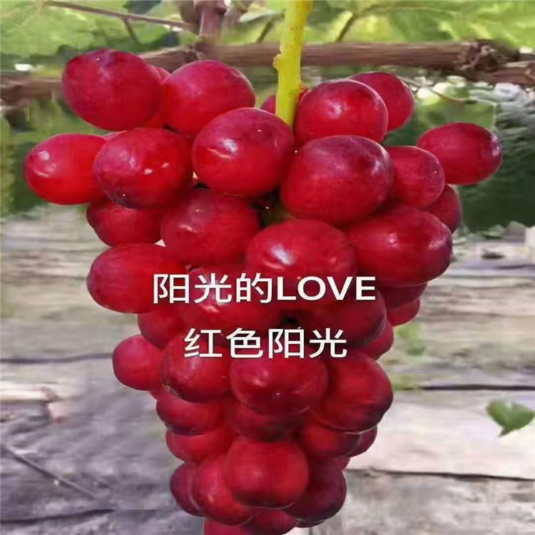 红色阳光葡萄苗基地  依然有梦葡萄苗 现挖现卖