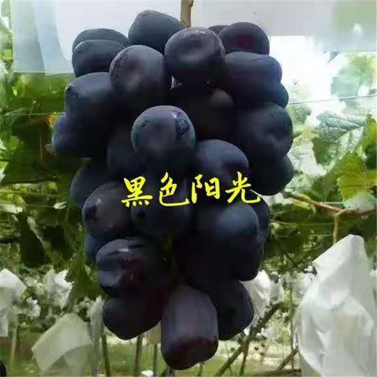 种植园直发黑色阳光葡萄苗  品种齐全 量大优惠