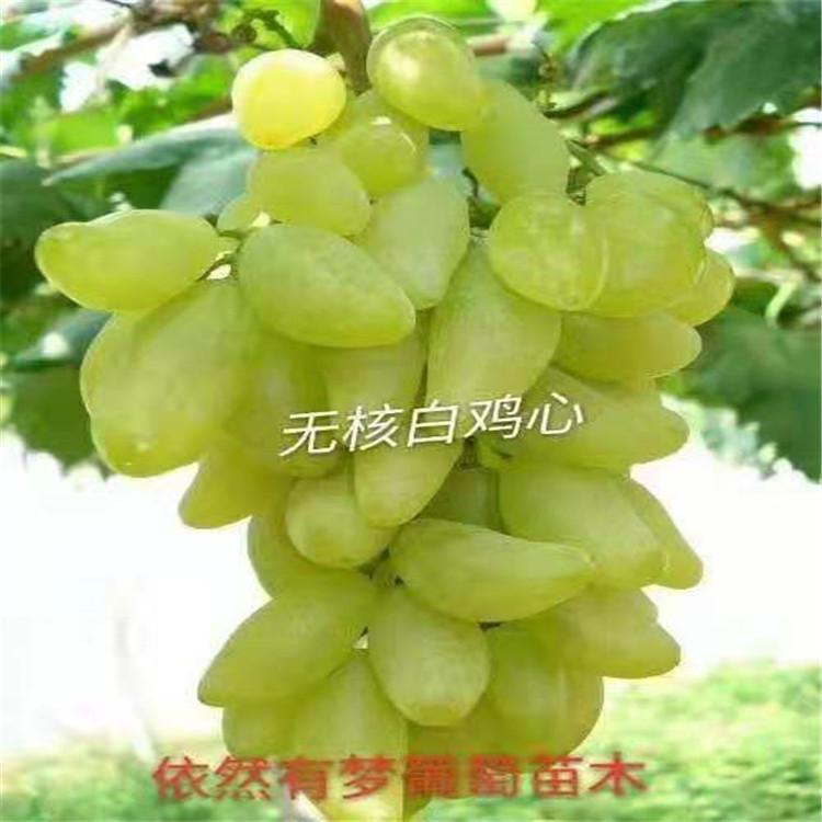 无核白鸡心葡萄苗 成熟期短 品种纯 全国可发