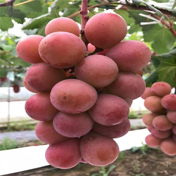 常年出售妮娜女皇葡萄苗  量大预约优惠价 