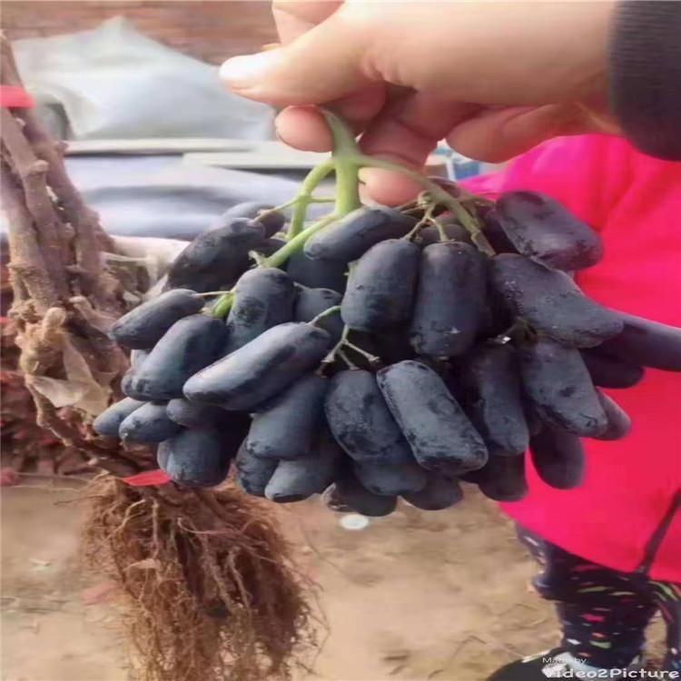 纯正品种甜蜜蓝宝石葡萄苗 早熟葡萄苗供应
