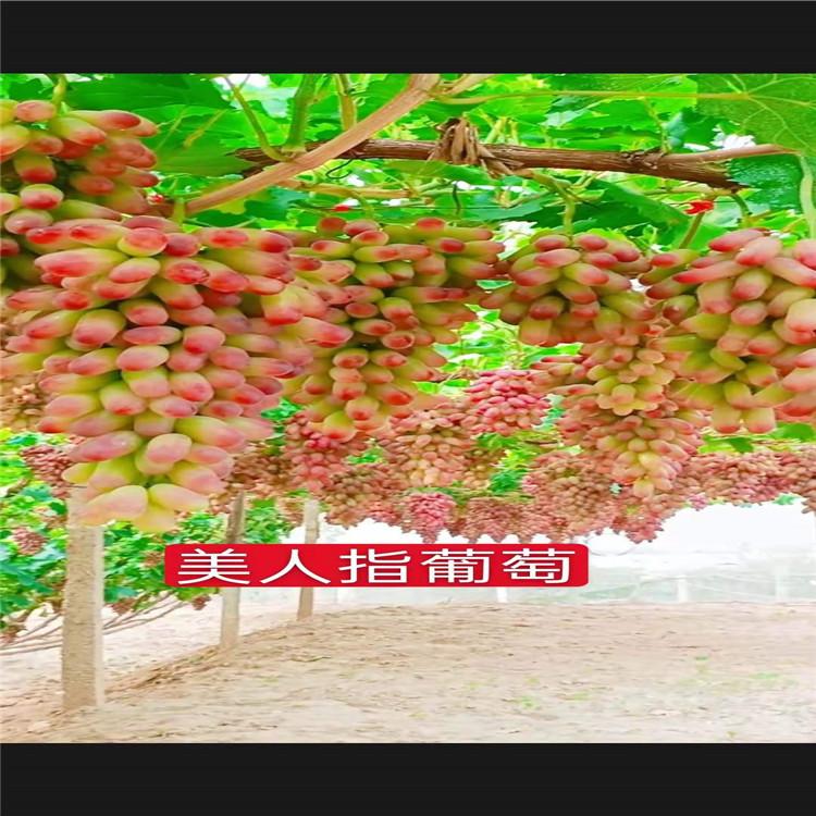 精心栽培 美人指葡萄苗  全国可发 预定优惠价 