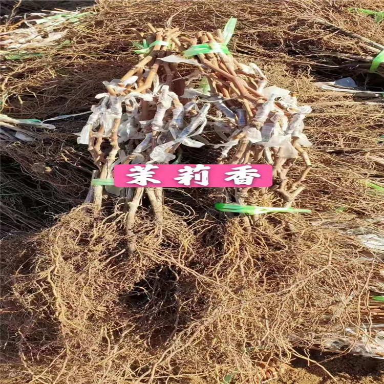 茉莉香着色香葡萄苗  现货供应 发货速度快