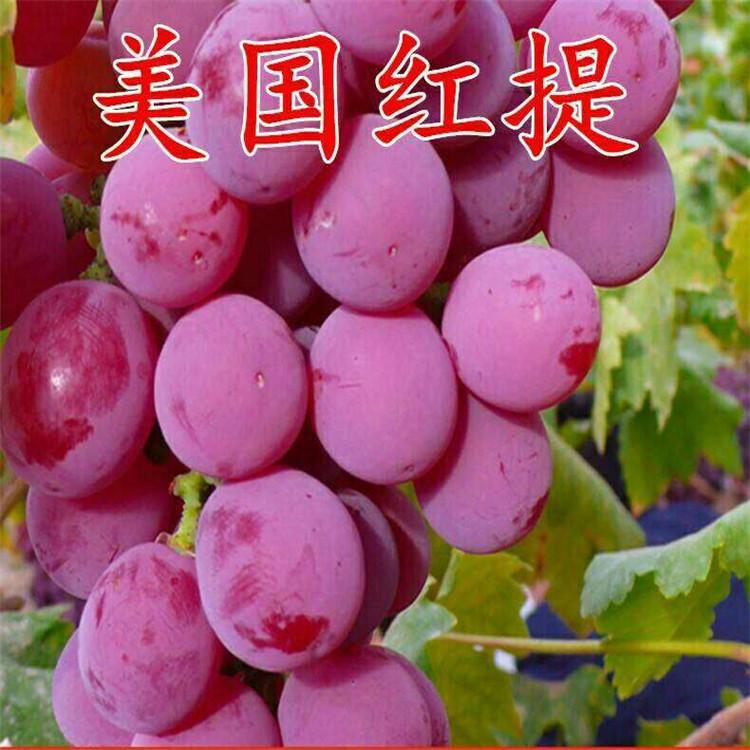 现货 美国红提葡萄苗  种植基地直发 存活率高可嫁接