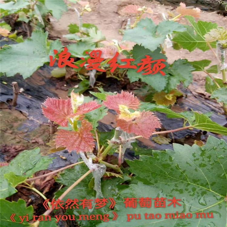 产品齐全浪漫红颜葡萄苗  多型号可选  量大优惠价