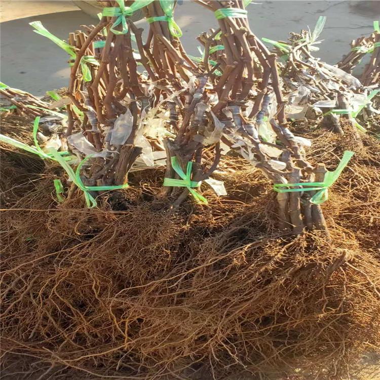 成熟不落粒藤稔葡萄苗  嫁接成活率高葡萄苗批发 