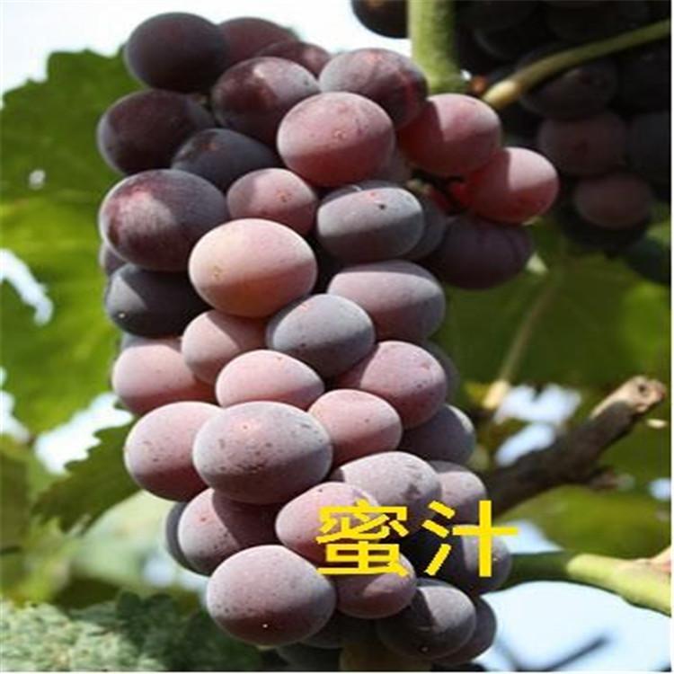 栽培简单结果率高 蜜汁葡萄苗  苗圃直发