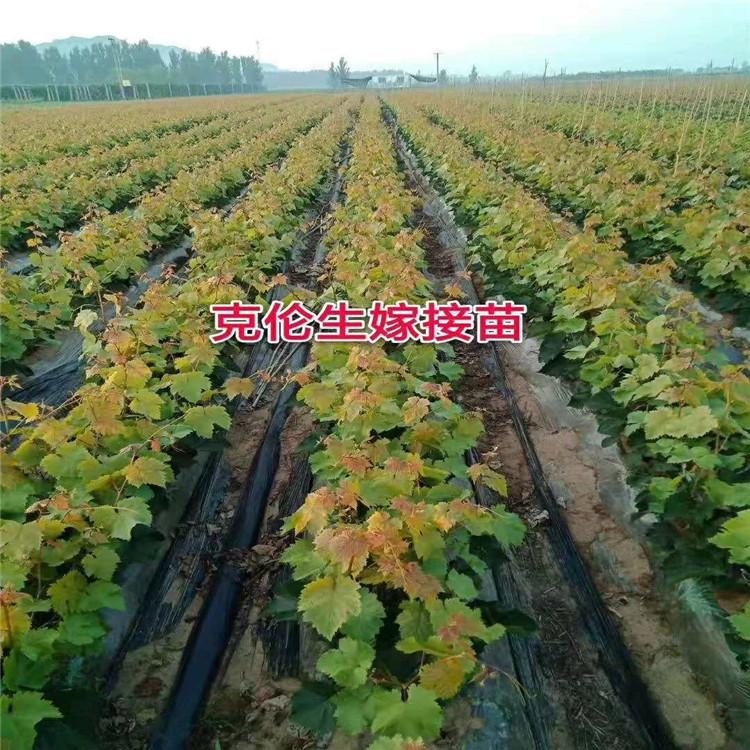 现挖现发克伦生葡萄苗  存活率高  全国可发货