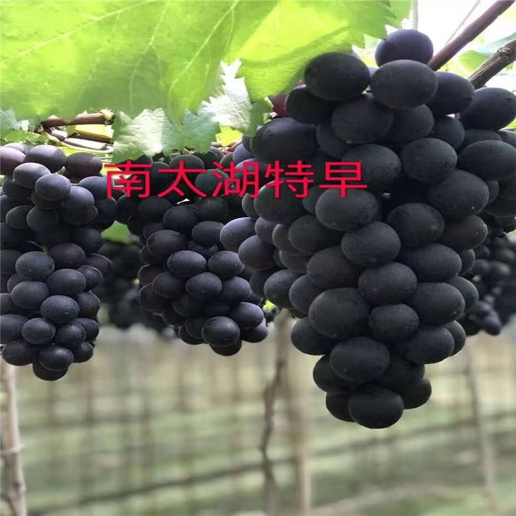 早熟南太湖葡萄苗 栽培期短 果实多