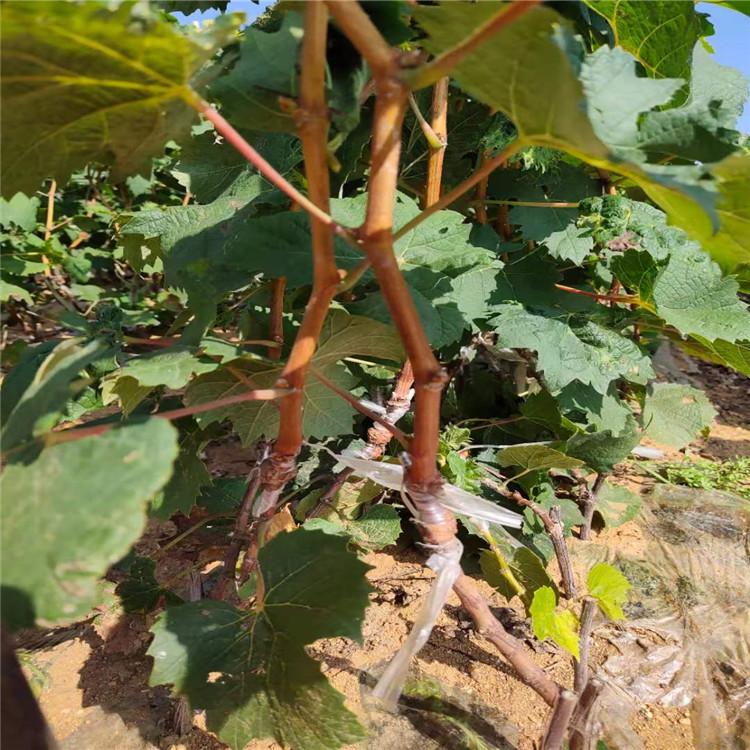 阳光玫瑰葡萄苗  脱毒根系嫁接苗 成熟期短 容易栽培