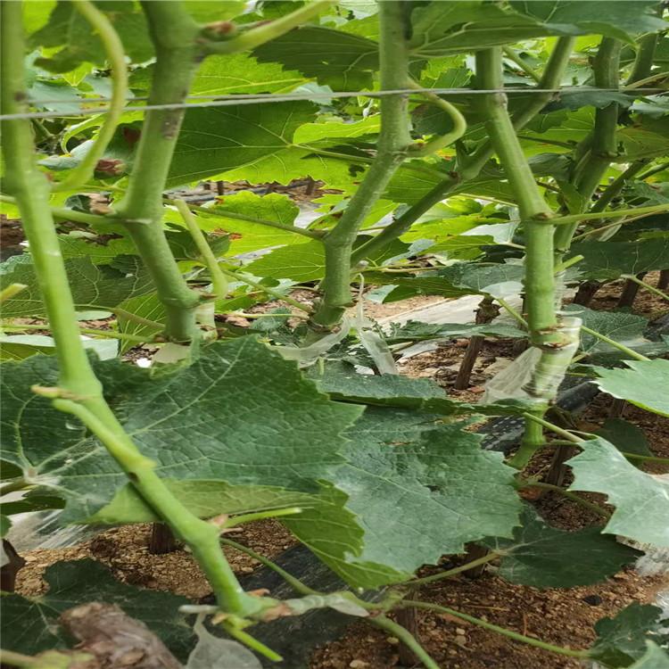 兴城自根葡萄苗 品种纯高品质自根葡萄苗 