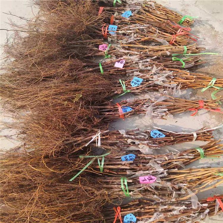 高性价比甬尤一号葡萄苗 栽培简单 成熟快