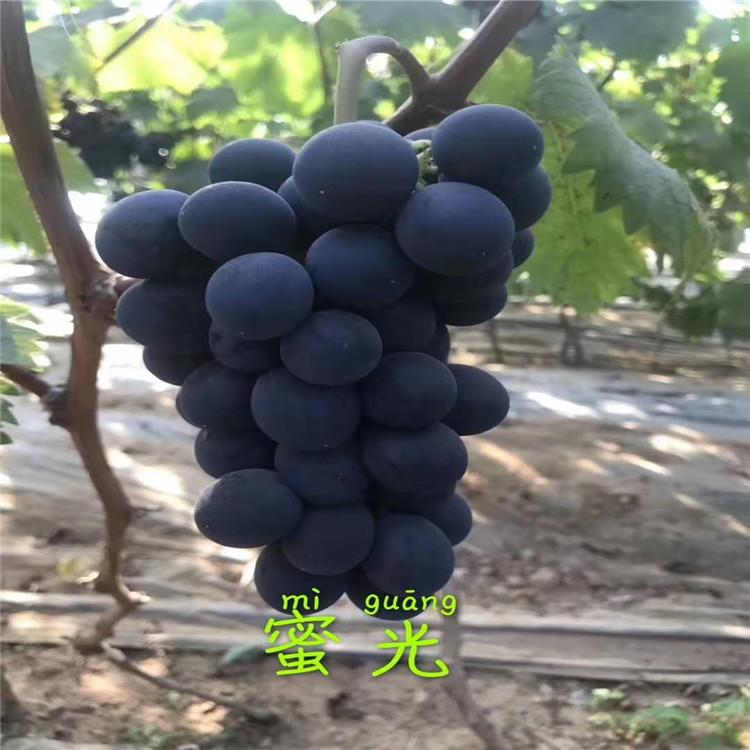 自家苗圃蜜光葡萄苗  量大预定享受优惠