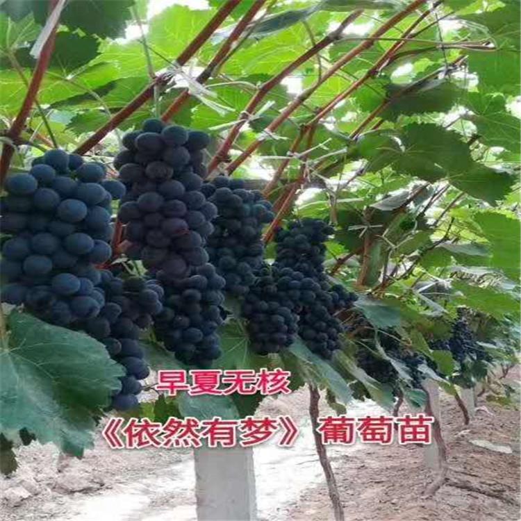早夏无核葡萄苗 葡萄苗靠谱商家  现货有售