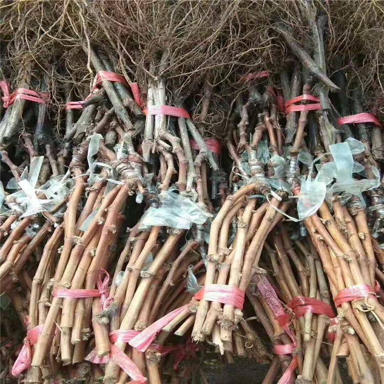 苗圃直发夏黑葡萄苗 高质量夏黑葡萄苗 全国可发货