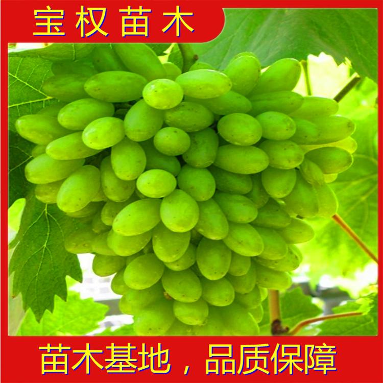 白鸡心葡萄苗 批发价格 葡萄苗基地现货供应