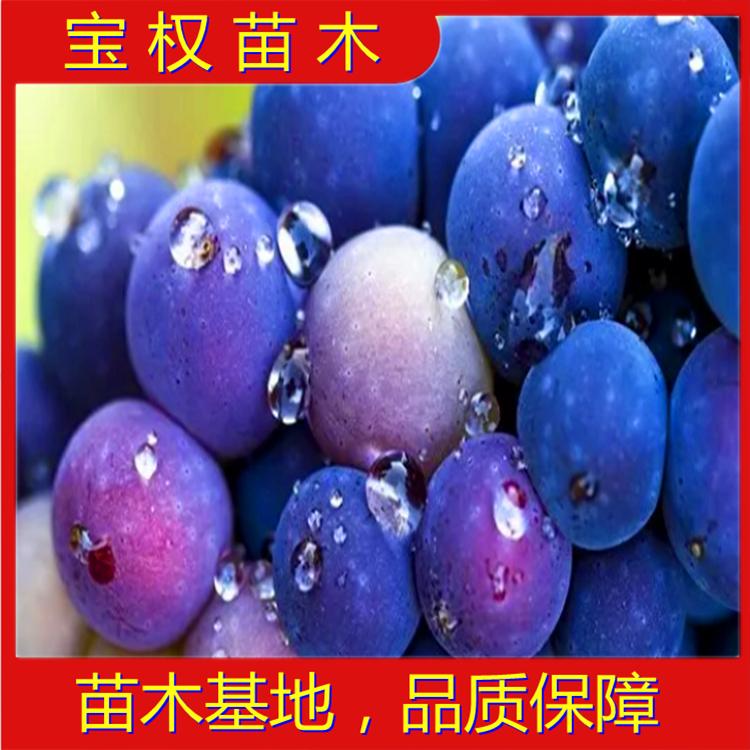 辽宁春光葡萄苗 春光葡萄苗批发  葡萄苗基地 苗圃供应