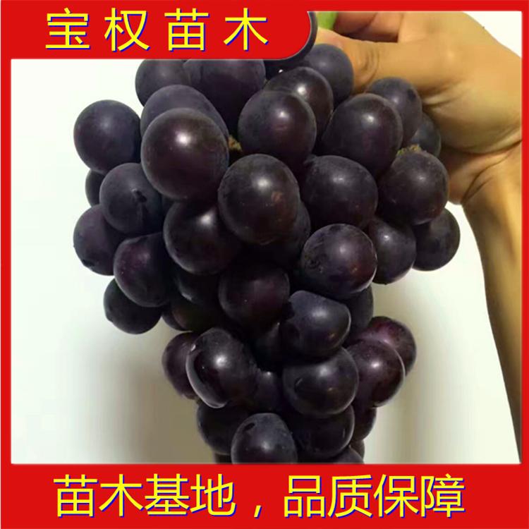 辽宁早峰葡萄苗 早峰葡萄苗批发 望海乡葡萄苗 葡萄苗基地