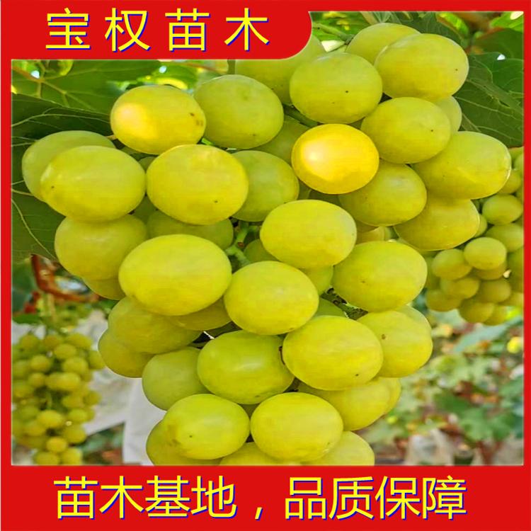 辽宁黄金蜜葡萄苗 黄金蜜葡萄苗批发 葡萄苗基地