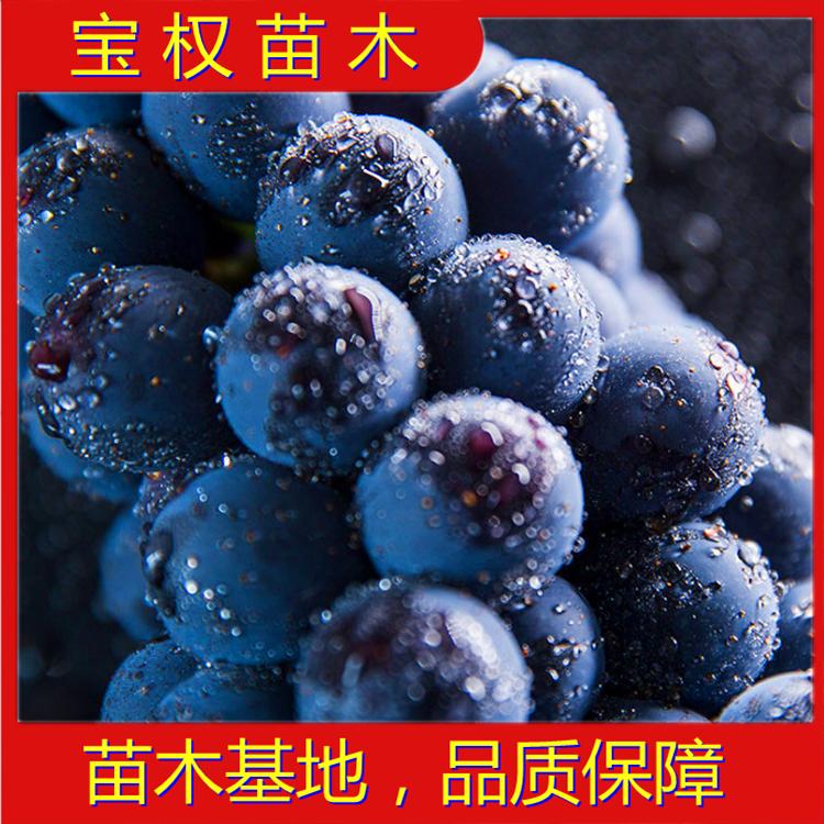 辽宁巨峰葡萄苗 嫁接巨峰葡萄苗批发价格