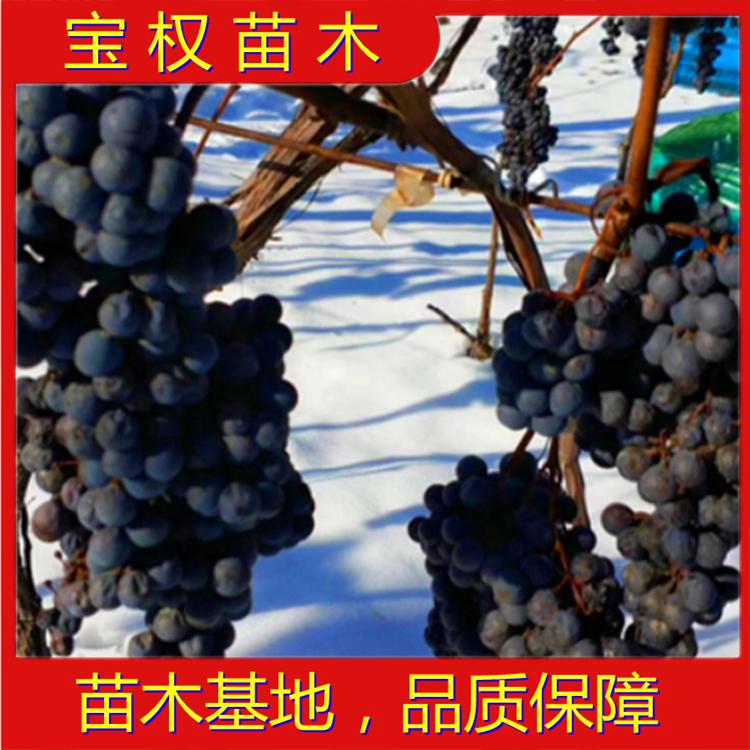 北冰红葡萄苗 北冰红葡萄苗批发  北冰红葡萄苗基地 苗木基地
