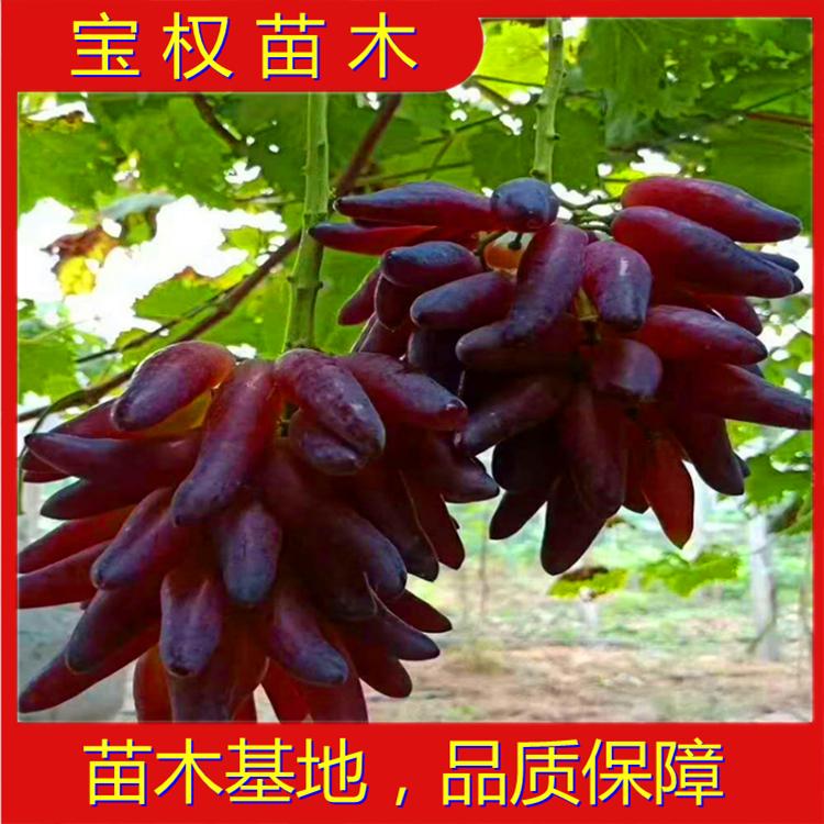 辽宁葡之梦葡萄苗 葡之梦葡萄苗批发 望海乡葡之梦葡萄苗 葡之梦基地 苗木基地