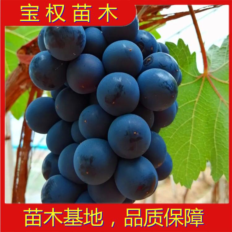 辽宁蜜光葡萄苗 蜜光葡萄苗批发 蜜光葡萄苗 蜜光基地 苗木基地