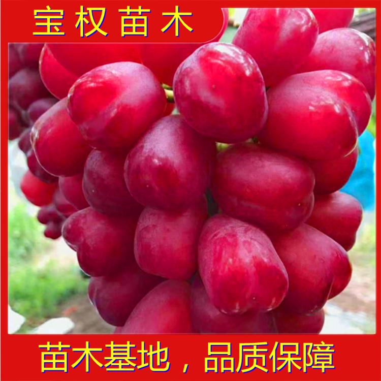 辽宁浪漫红颜葡萄苗 耐寒耐旱葡萄苗 量大优惠