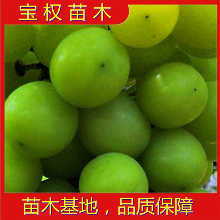 辽宁阳光玫瑰葡萄苗  5BB根系 当年挂果品种好 