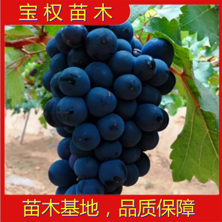 辽宁蜜光葡萄苗 蜜光葡萄苗批发 蜜光葡萄苗 蜜光基地 苗木基地