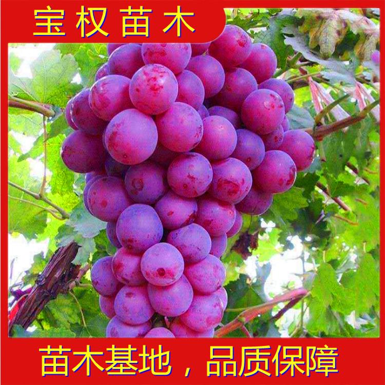 辽宁红提葡萄苗 新品种葡萄苗基地 苗圃供应红提葡萄苗