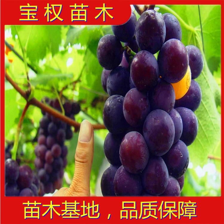 辽宁藤捻葡萄苗 藤捻葡萄苗批发 藤捻葡萄苗 藤捻基地 苗木基地