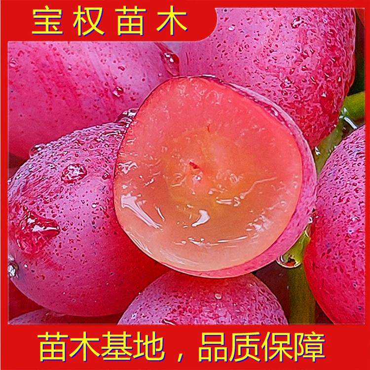 辽宁冰美人葡萄苗 冰美人葡萄苗批发 望海乡葡萄苗 葡萄苗基地