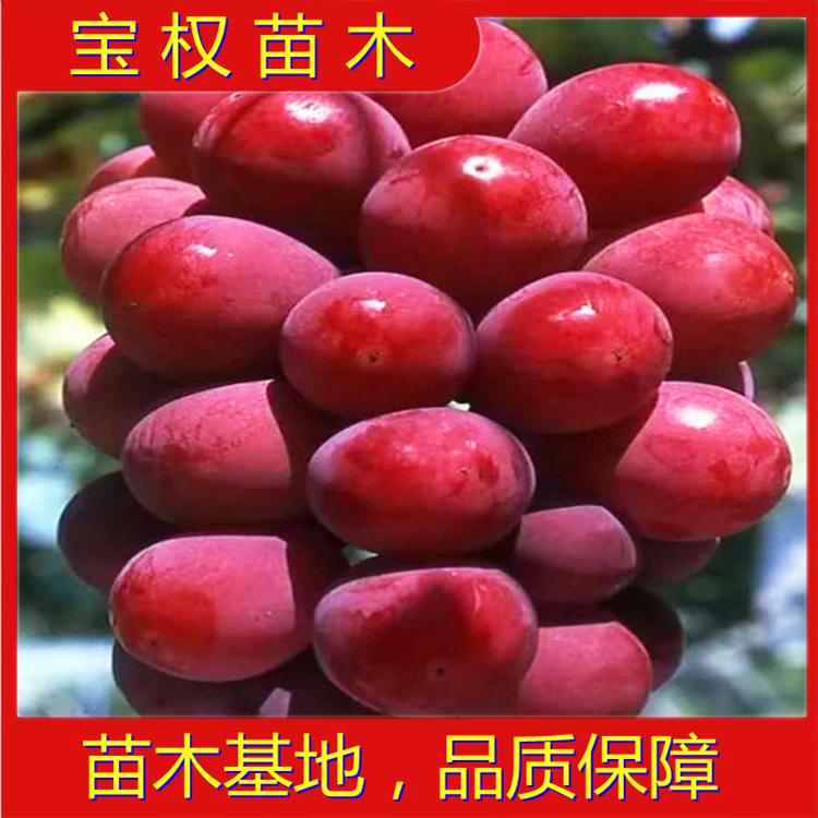 辽宁妮娜皇后葡萄苗基地 妮娜皇后葡萄嫁接苗 新品种