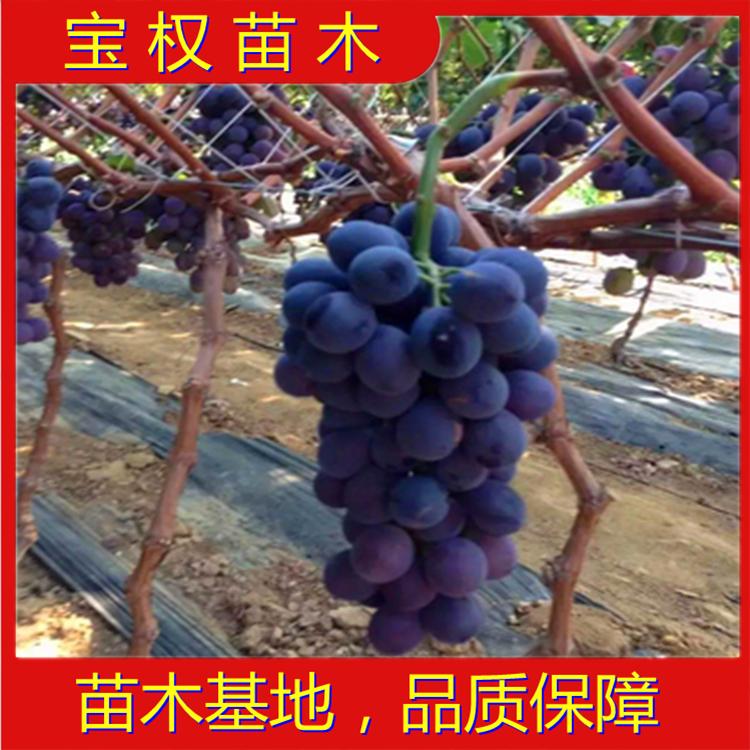 辽宁南太湖特早葡萄苗  葡萄扦插苗批发基地