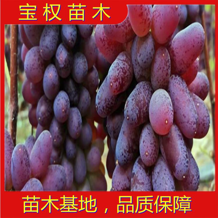 辽宁着色香 茉莉蜜 郁金香葡萄苗 