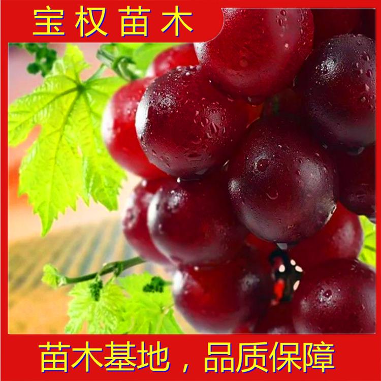 辽宁克伦生葡萄苗批发零售基地 一手货源