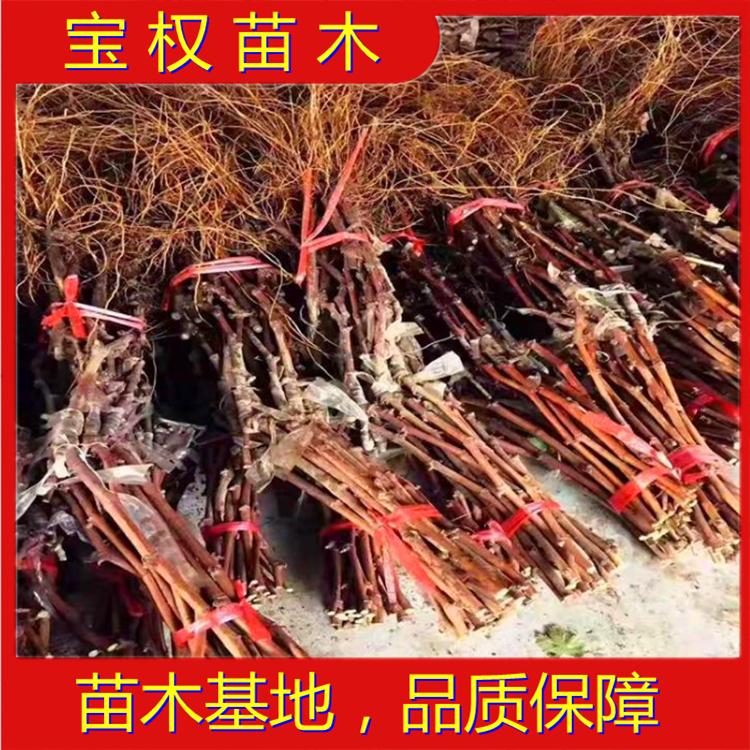 辽宁葡萄苗 厂家批量直销葡萄苗 种类齐全 欢迎咨询宝权苗木