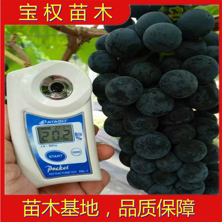 辽宁南太湖特早葡萄苗  葡萄扦插苗批发基地