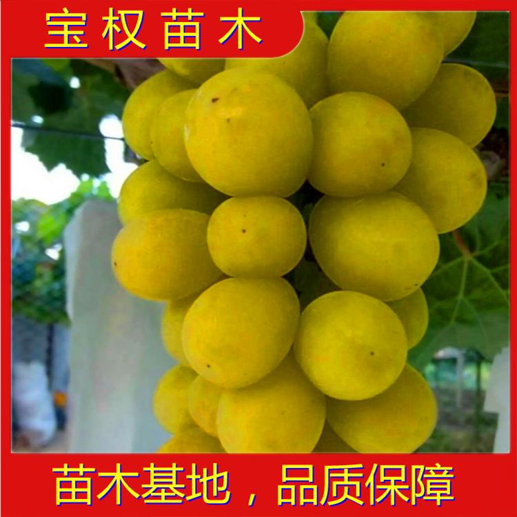 辽宁阳光13葡萄苗批发 望海乡葡萄苗基地直供