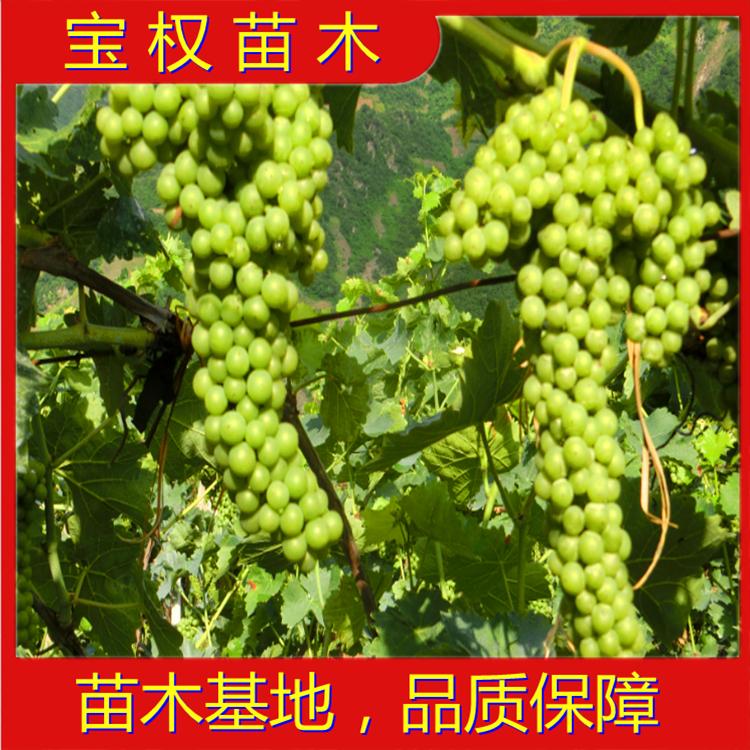 辽宁威代尔冰葡萄苗批发 规模大质量好
